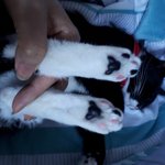 [고양이] 사무실 악독한 주인 33-젤리<b>사냥</b>