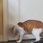 [속보] <b>고영</b>이(8개월) 방탈출 시도중