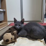 [고양이] 저도 우리 냥이 자랑할래요~ (러블리)
