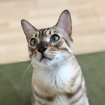 [고양이] 우리 범이 이쁘져?헤헤