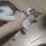 3개월 아기고양이 분양합니다