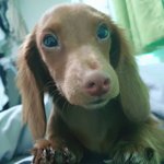 [강아지] <b>주이</b> 닮았죠?ㅎ