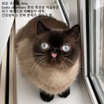 익살맞은 비주얼로 홀리는 <b>심</b><b>쿵</b>냥이