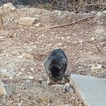[고양이] 길냥이 걷는게 이상해요