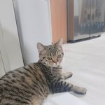 [고양이] [<b>애용</b>x삐용x하용] 세번째 행복