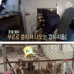 [이것좀봐줘] <b>익산</b> 하얀강아지:안락사 없는 유기동물보호소 (소장님...