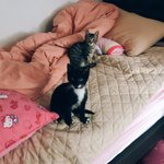 [고양이] 6탄 2018년 9월 쓰레기봉지에서 냥줍한 우리집 <b>나옹</b>이들