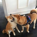 시바견은 행복해 <b>take</b>1