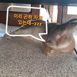 (반항토끼 황토) 카메라 소리좀 안나게 해라~!