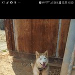 [강아지] 허스키 가족이 되어주세요