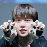 [에이티즈] [에이티즈 소개] 골든리트리버 윤호