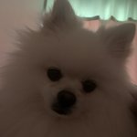 우리집개 <b>포</b>메라이안인데
