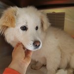 [강아지] 고속도로에서 구조한 아이