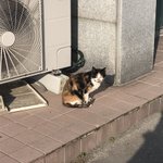 [댓글부탁해] 이누야샤 본사람 있어??