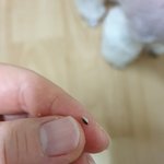 [이것좀봐줘] <b>사료</b>에서 유리조각 나옴