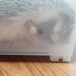 고슴도치도 젤리 있는거 <b>알음</b>?