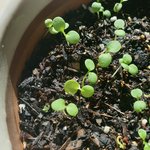 [꼭댓글부탁] 흡연여성과 결혼 반대이유