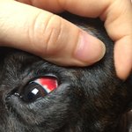[댓글부탁해] 애드라 울<b>강쥐</b> ㅜㅜㅠㅠㅠ