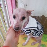[강아지] <b>피부병</b> 3아이들 소식