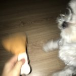 이 <b>밤중</b>에 개 화풀어주는 상황이란...