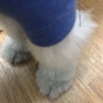 [드루와] 우리<b>강아지</b> 꼬질<b>이</b> 발 봐 ㅋㅋ