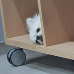 우리집 멍멍이 봐 안 보면 손해