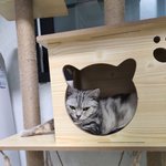 [고양이] 날 보고<b>가라</b>냥!