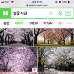 [드루와] 벚꽃 매화 차이 ! 구별하자!