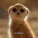 아이돌 그렇게 까대면 현타 안 오냐?