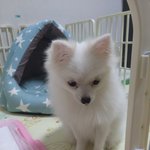 [강아지] 피치야앗??