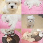 최강창민의 세번째 딸내미ㅋㅋ 동방신기 강아지ㅋㅋ