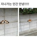 [드루와] 다이어트 하는데 고구마 말랭이
