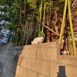 [댓글부탁해] 길고양이 <b>식빵</b>굽는거 봄