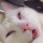 너희 <b>부모</b>님들은 <b>니</b>네한테 뽀뽀하셔?