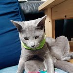 내 강아지 <b>치즈</b>5