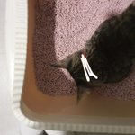 얘들아 나 우리집 <b>고앵이</b>한테서 넘 충격적인 소리 들음..
