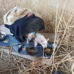 [강아지] <b>임시</b>보호처가 되어주세요