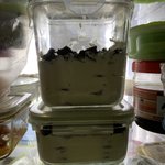 얘들아 나 오레오 아이스박스 <b>만듬</b>