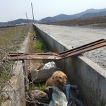 [강아지] 농<b>수로</b>에서 구조된 아이