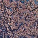 키싱<b>부스</b> 본사람~~