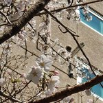 아파트 <b>단지</b>에서 벚꽃구경 했다