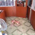 <b>집사</b> 놀래키는 코르기의 장꾸력