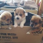 [강아지] <b>수유</b>로 살린 3남매