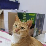 [고양이] 지금까지 이런 개냥이는 없었다. 강아지인가 고양이인가...