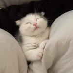 [댓글부탁해] 본인 mbti랑 오늘 일기 적고가셈