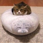 얘<b>두라</b> 복학생 언니 팔로우할까..?
