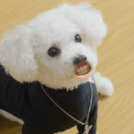 <b>솔</b>까 <b>고딩</b>때 교환학생 가는 거 쓸모없지