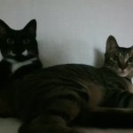 [고양이] 7탄 2018년 9월 쓰레기봉지에서 냥줍한 우리집 <b>나옹</b>이들