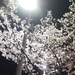 [워너원] <b>벚꽃</b>이 피면 워너원을 떠올려달라는 지성이의 말
