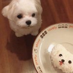 나 mbti 스무고개 해줭